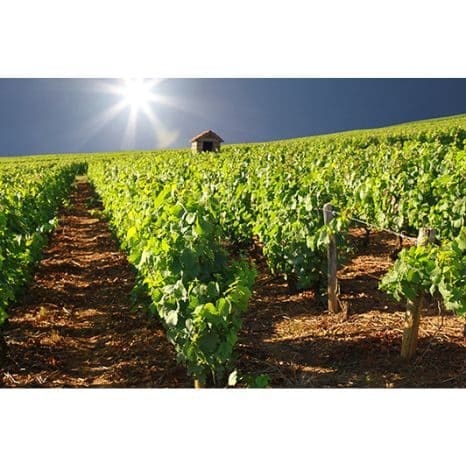 Stratégie-de-la-filière-viticole-face-au-changement-climatique