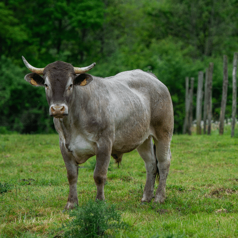 vache bazadaise