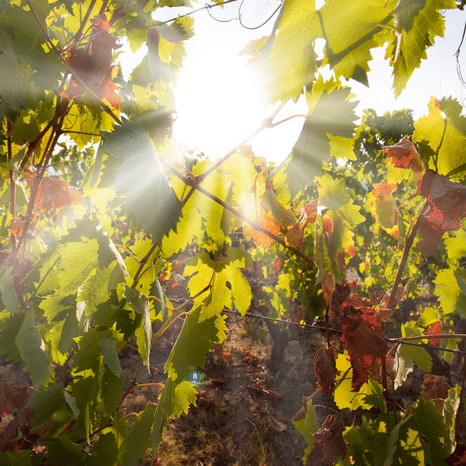 Conférence de presse des Vignerons Bio de Nouvelle-Aquitaine