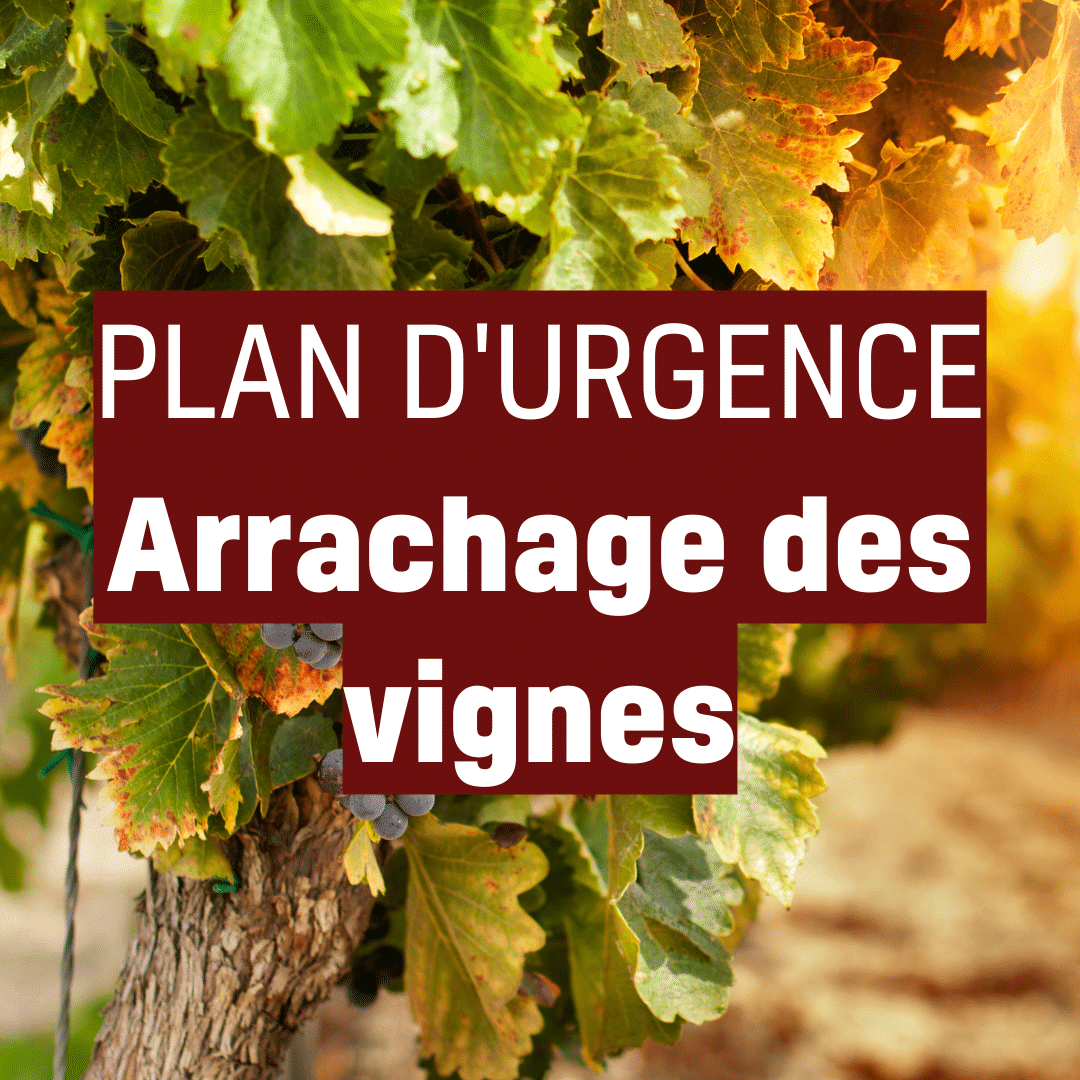 Plan d’urgence vignes : au moins 6 000 €/ha pour arracher 9 500 ha de vignes à Bordeaux