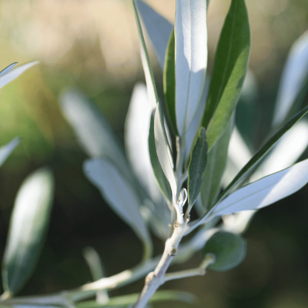 [Rédaction du Lab] des oliviers dans le vignoble bordelais