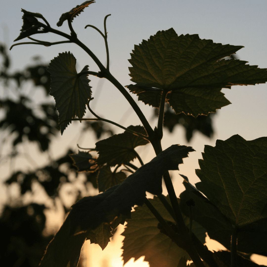 Les « 5M » de la fertilité des sols viticoles, par Vitisphère