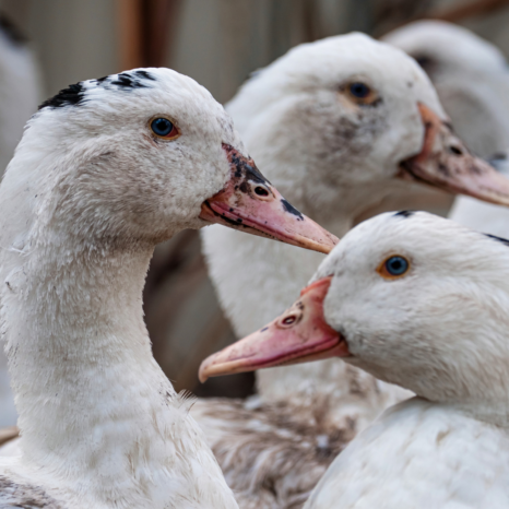 canards