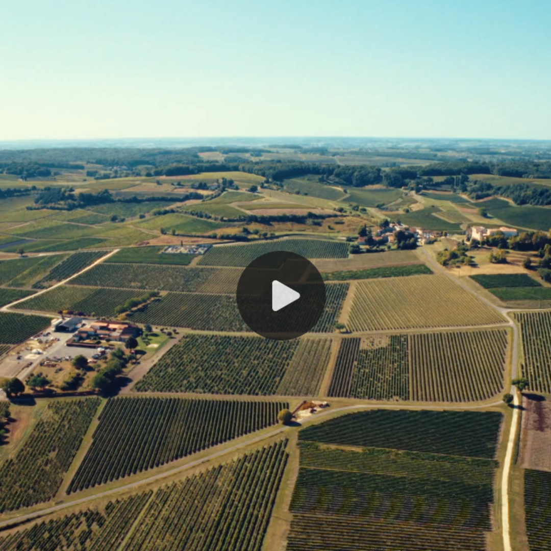 Cognac : un film sur la transition du vignoble