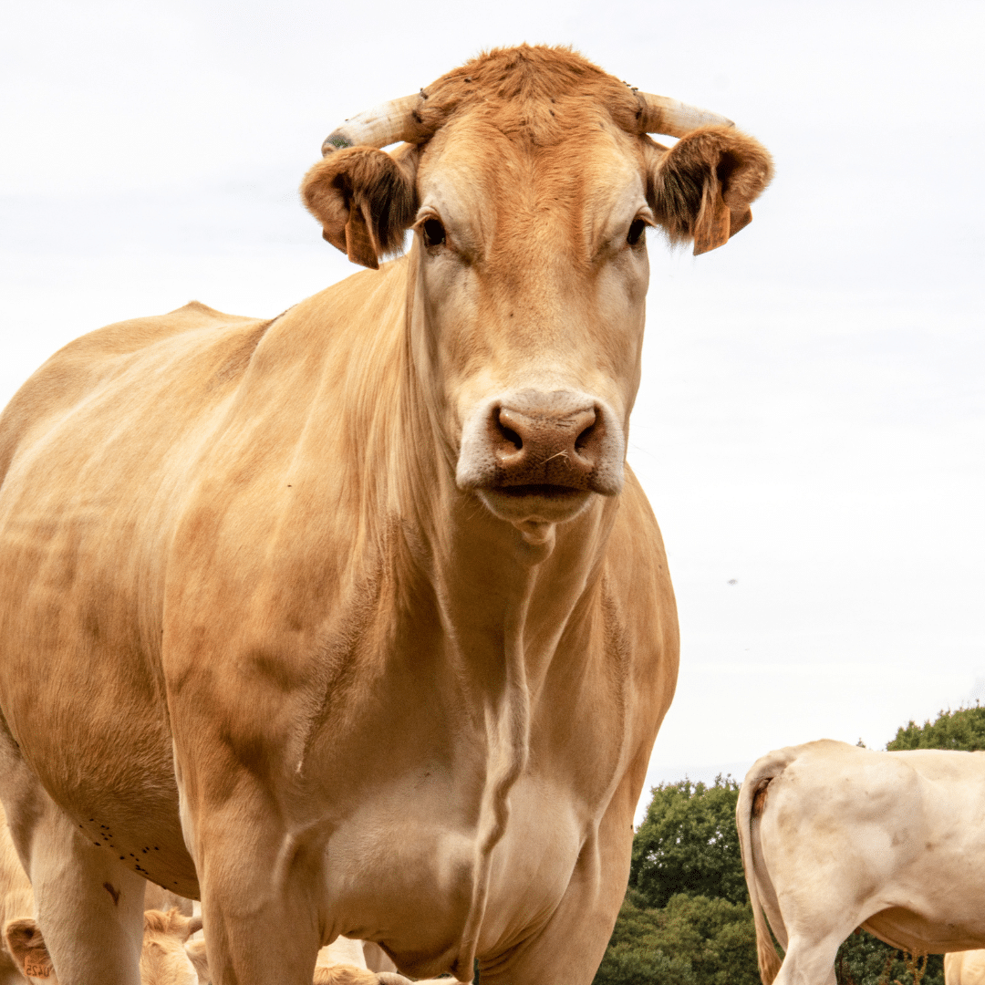Vaches à lait, vaches à viande : ce qu’il faudrait changer pour notre santé et notre environnement