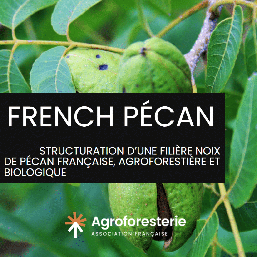 [Rédaction du Lab] Ça innove en Nouvelle-Aquitaine : le projet French Pécan