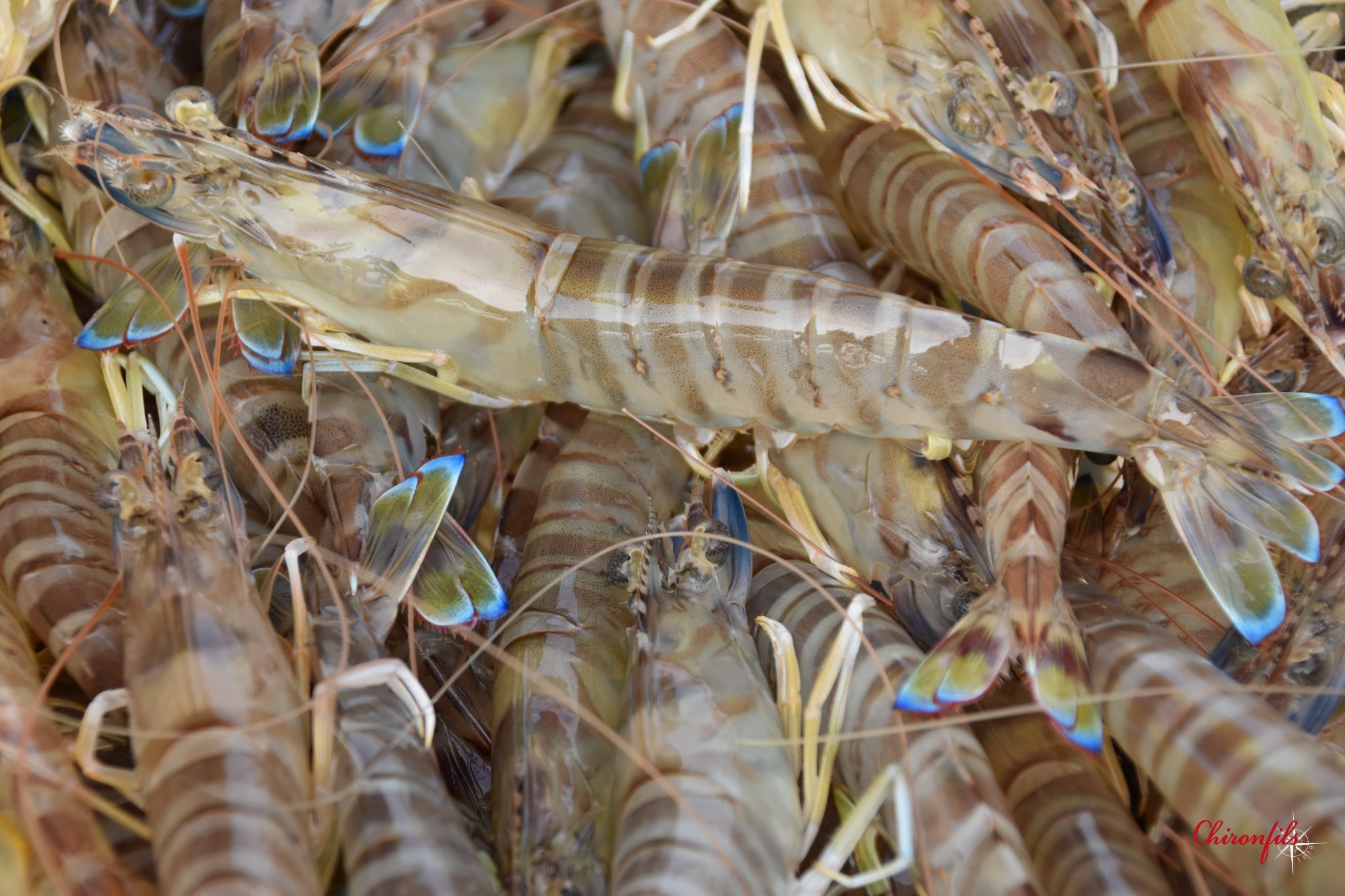 Les huîtres et gambas des Marais Charentais par Chiron Fils