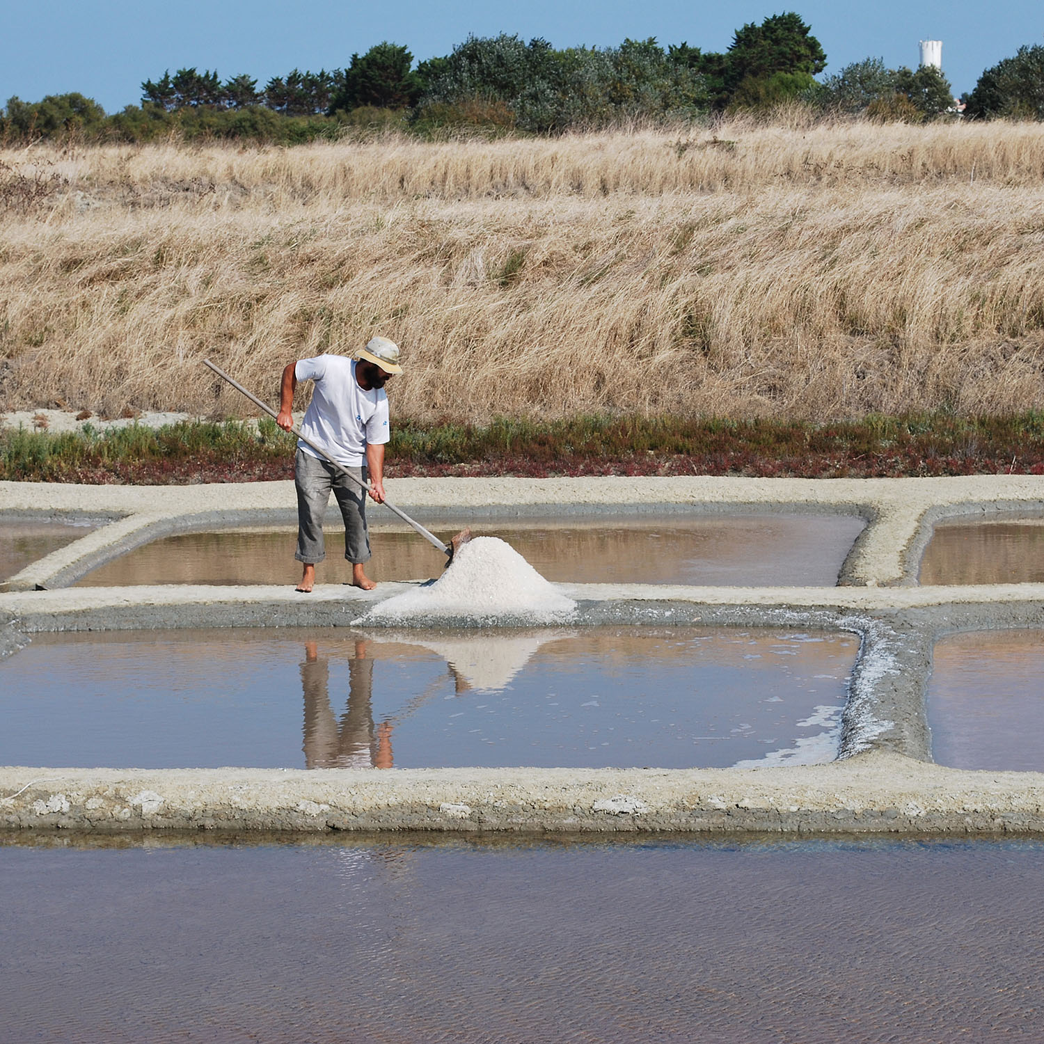 [Rédaction du Lab] Les sauniers de Île-de-Ré, rares gagnants de la sécheresse estivale